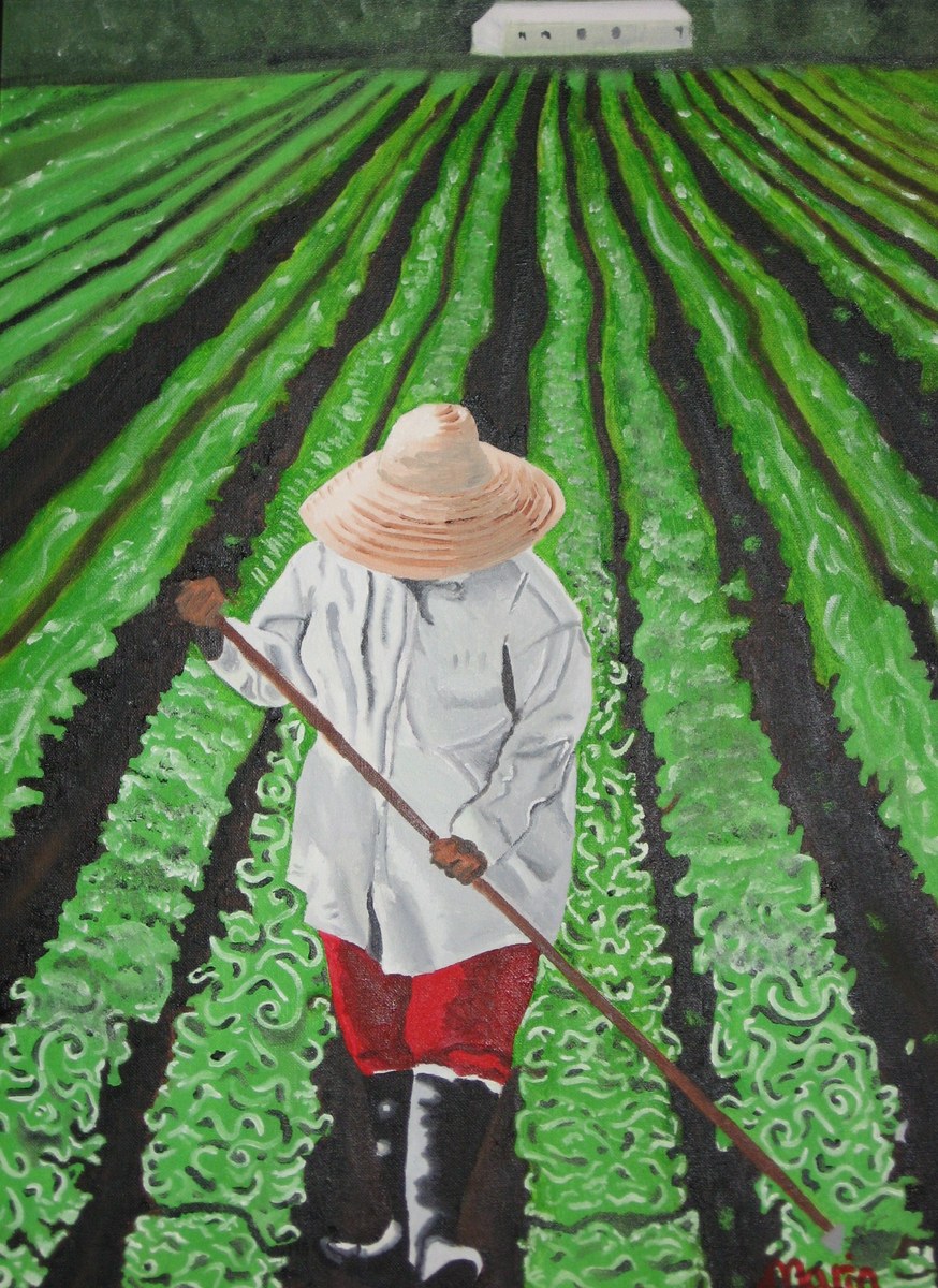 A figure in a straw hat and red trousers hoeing long green rows of crops